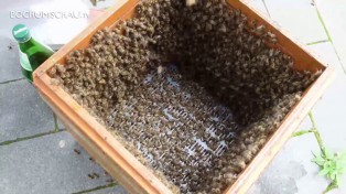 Bienenschwarm mit 5.000 Bienen zieht es in die Innenstadt von Bochum