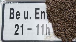 Bienenschwarm mit 5.000 Bienen zieht es in die Innenstadt von Bochum