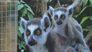 Tierpark Bochum: Renovierung und Eröffnung der Neuanlagen.