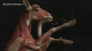 Körperwelten der Tiere - Dr. Gunter von Hagens Ausstellung in Bochum