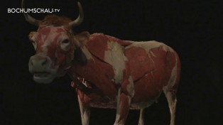 Körperwelten der Tiere - Dr. Gunter von Hagens Ausstellung in Bochum