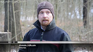 Holzrücken mit Kaltblut-Rückepferd im Tippelsberger Wald in Bochum.