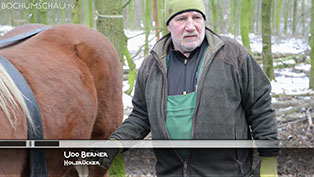 Holzrücken mit Kaltblut-Rückepferd im Tippelsberger Wald in Bochum.