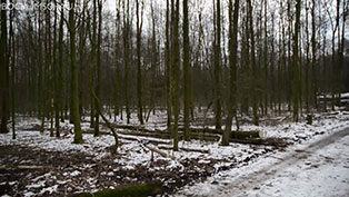 Holzrücken mit Kaltblut-Rückepferd im Tippelsberger Wald in Bochum.