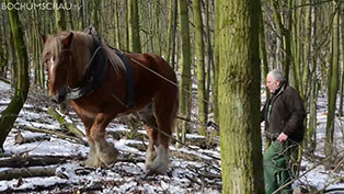 Holzrücken mit Kaltblut-Rückepferd im Tippelsberger Wald in Bochum.