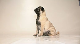 Mops & Minck - Mops-Tagebuch von Bochums Autorin Edda Minck