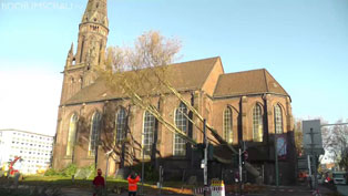 Platanenfällung an der Marienkirche Bochum