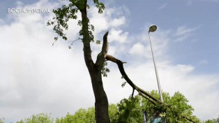 Sturm in Bochum verwüstet ganze Straßenzüge.